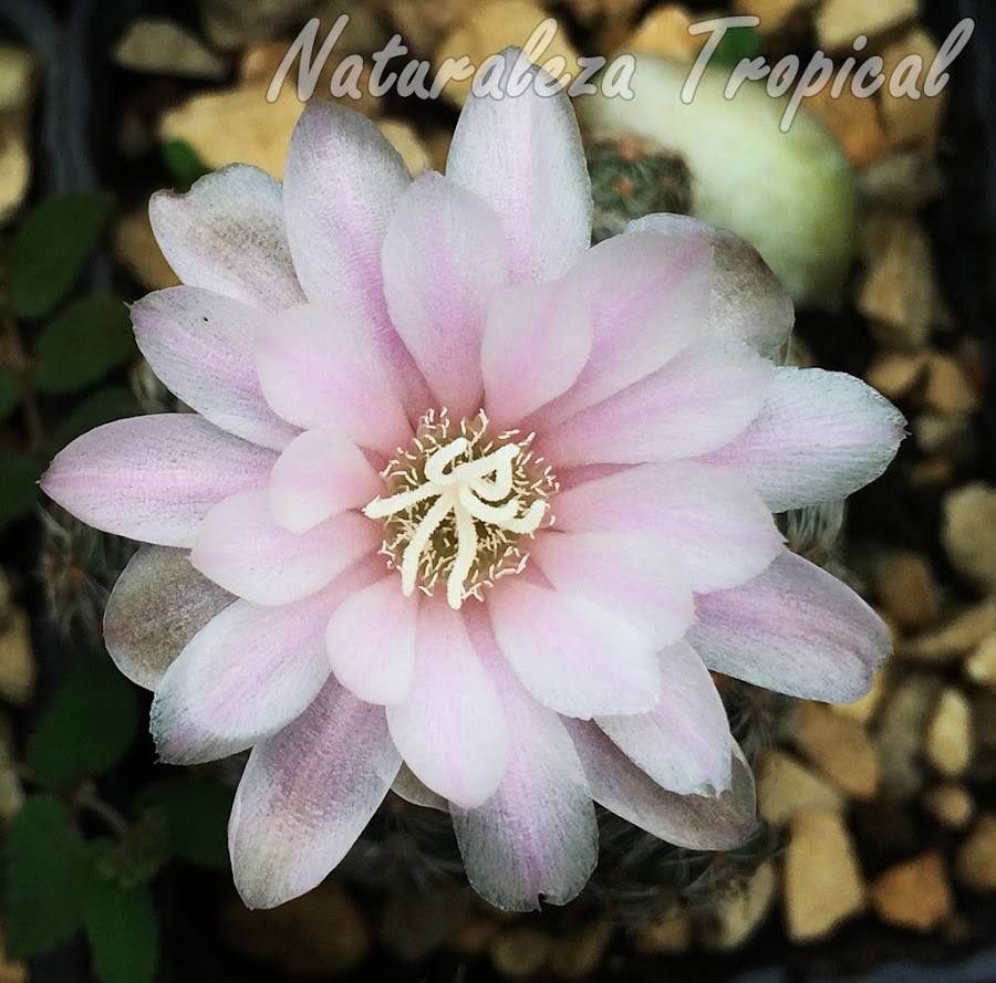 Detalles de la flor del cactus Gymnocalycium bruchii
