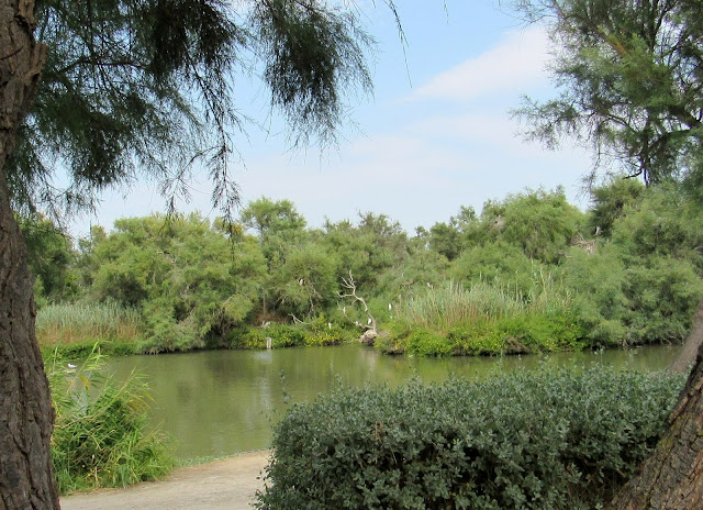 paisajes del parque ornitologico Pont de gau en la Camarga