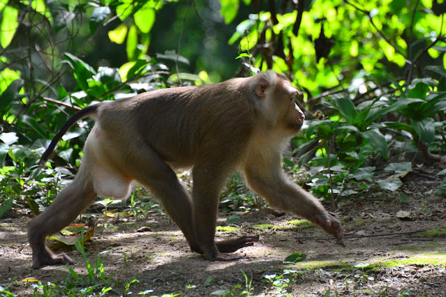 Macaca leonina Macaca leonina