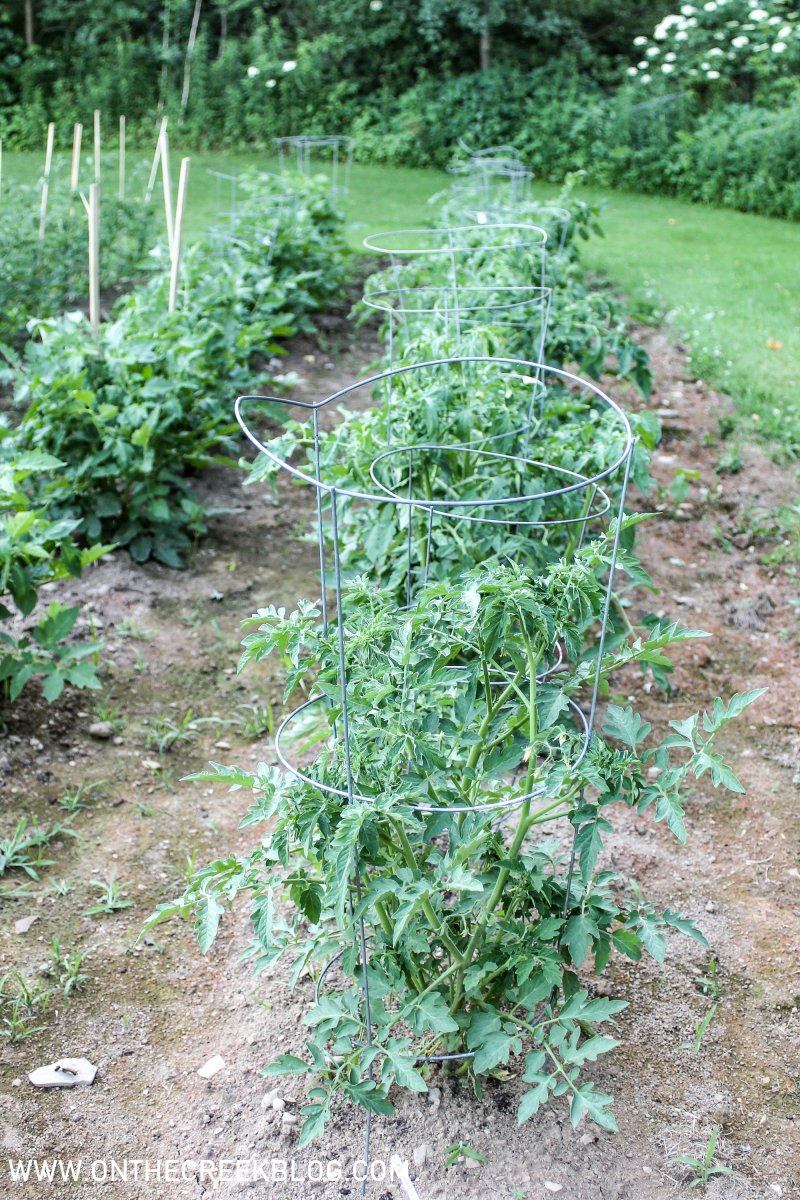 Tomato plants in the garden | On The Creek Blog