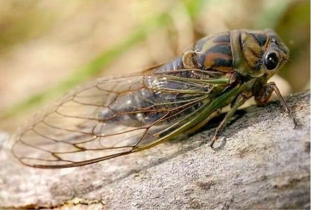 Nyanyian Riang Si Riang -Riang | Detik Detik Indah Dalam Hidupku