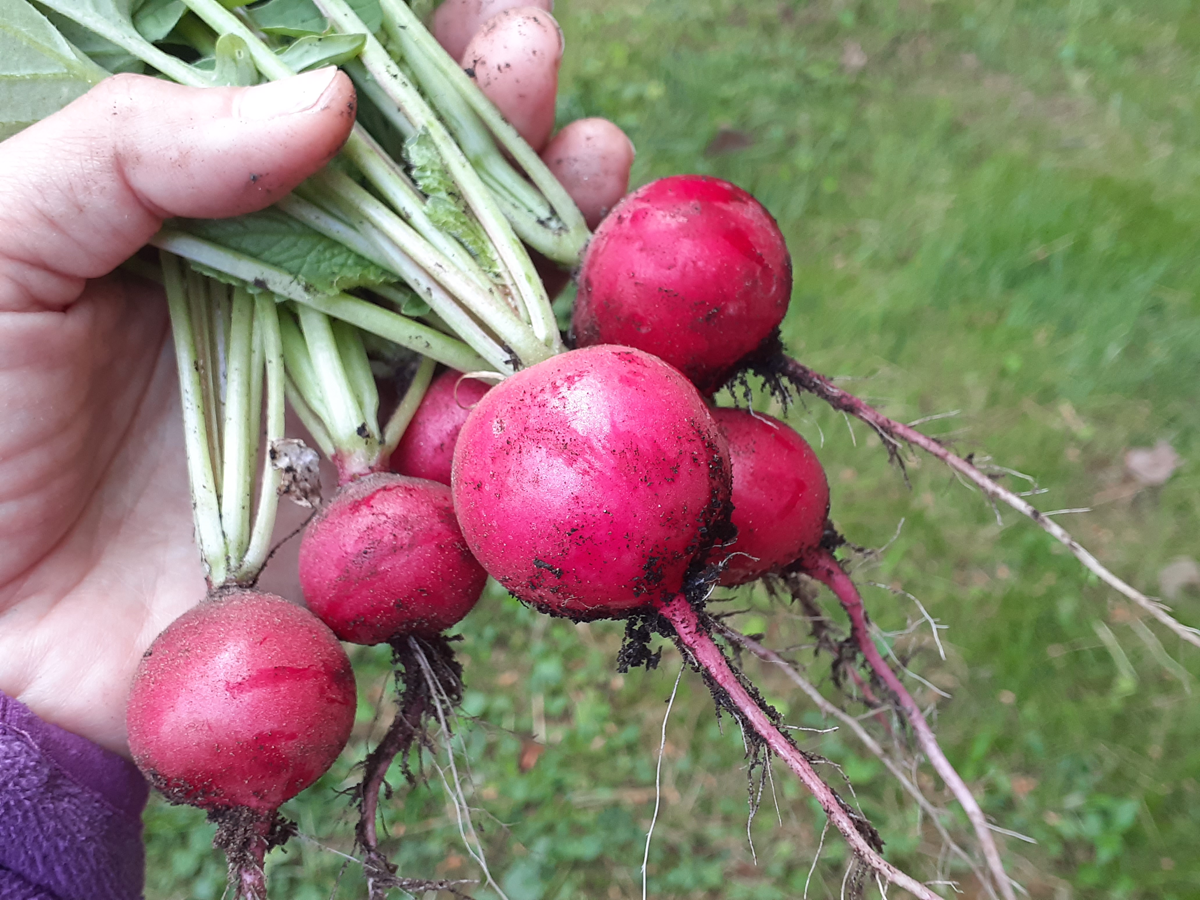 簡単 ラディッシュ葉の塩昆布漬け物