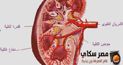 خصائص ووظائف الكليتين Kidney Function