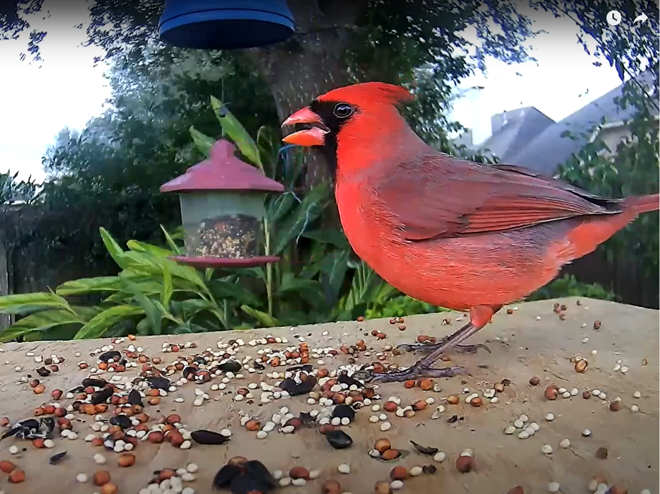 How to organize a “Zoom call” with birds - a new, DIY approach to bird ...