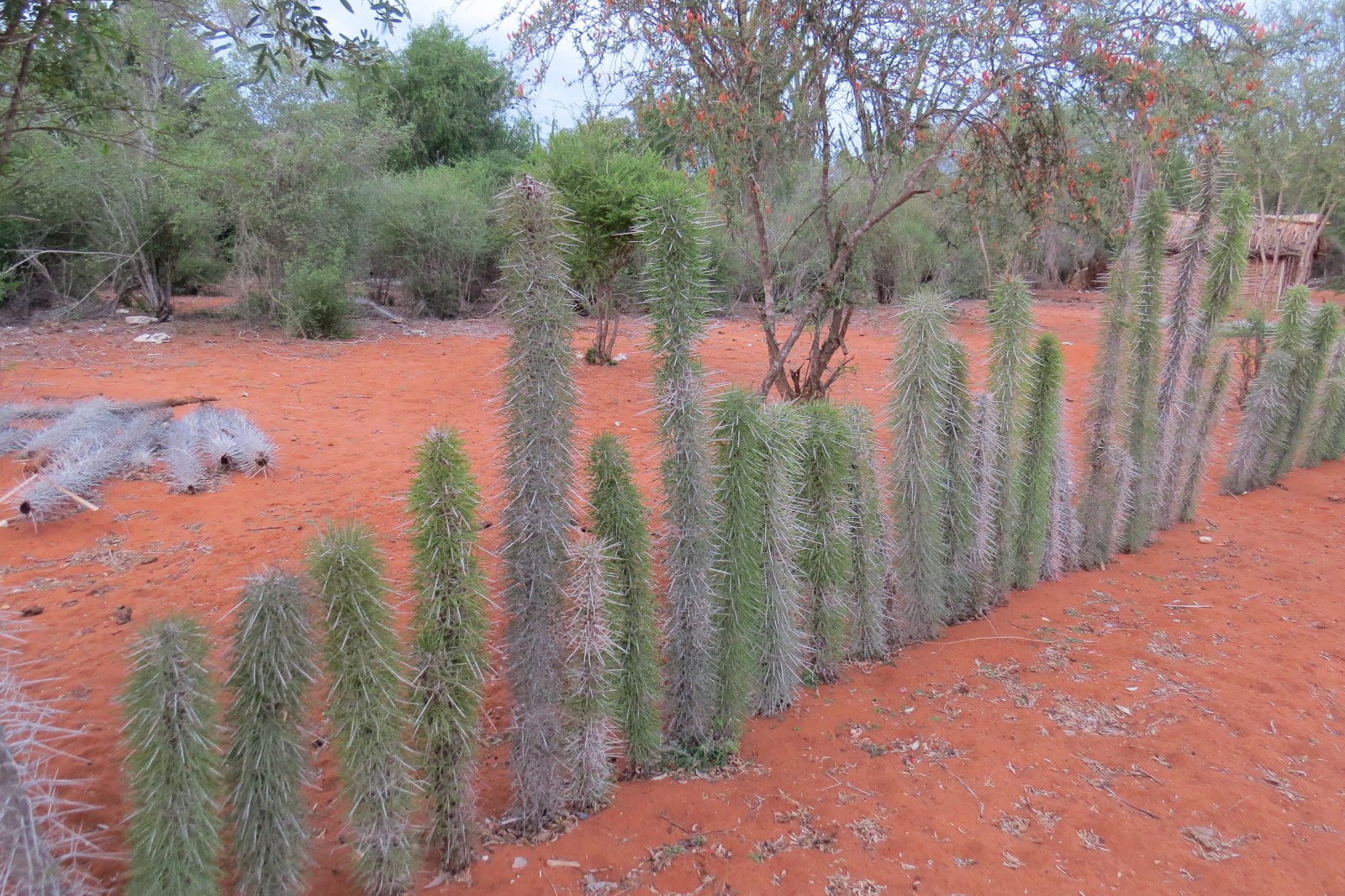 Butterflies Of Singapore Favourite Nectaring Plants 3