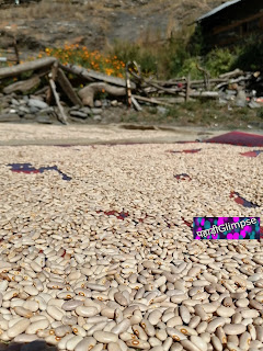 rajma dal harsil pahadi harsil valley uttarakhand distance from dehradun in hindi