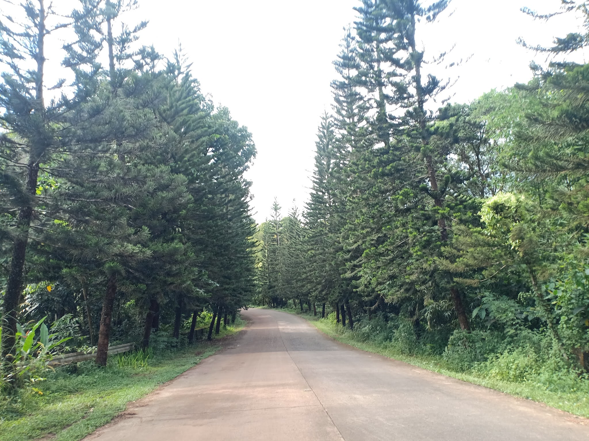 In Love With Sunflower Little Baguio Of Antipolo