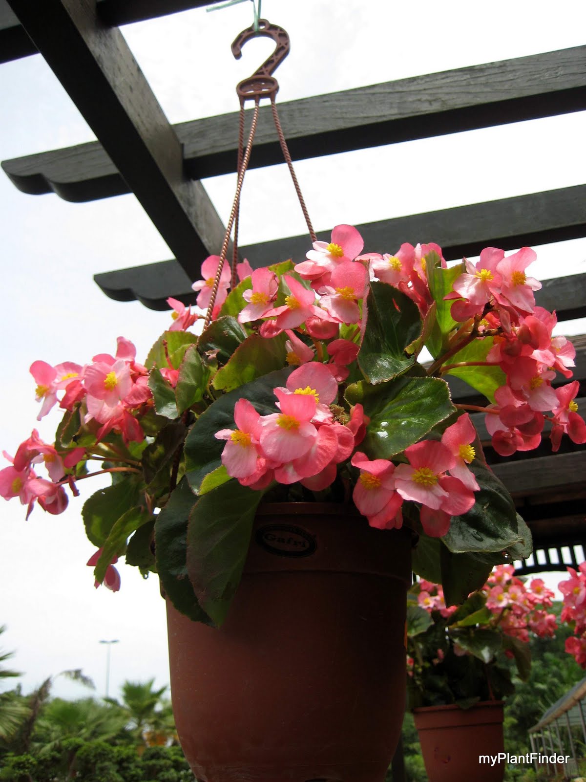 MY PLANT FINDER Plant Guide Begonia x semperflorenscultorum