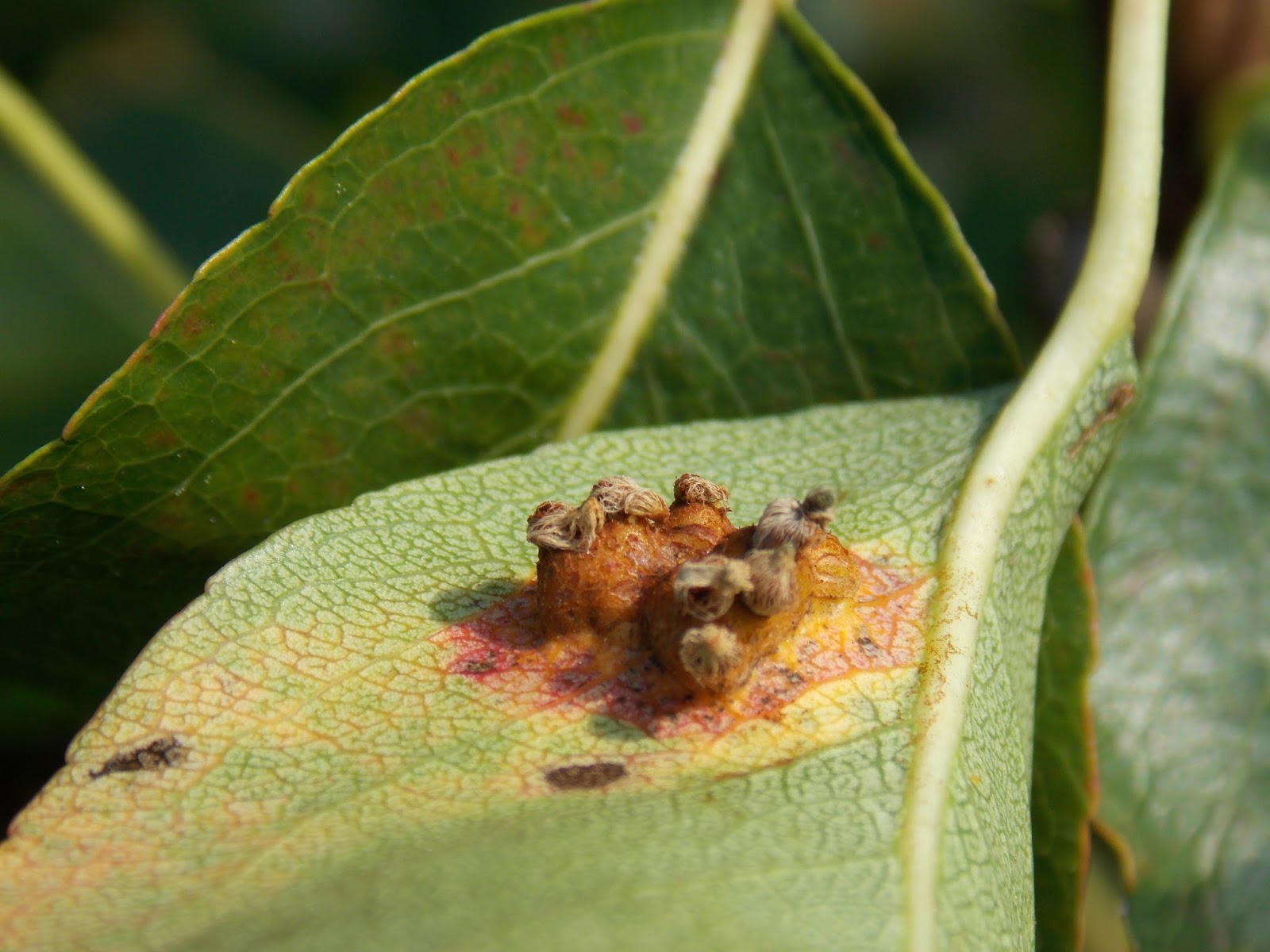La rouille grillagée du poirier