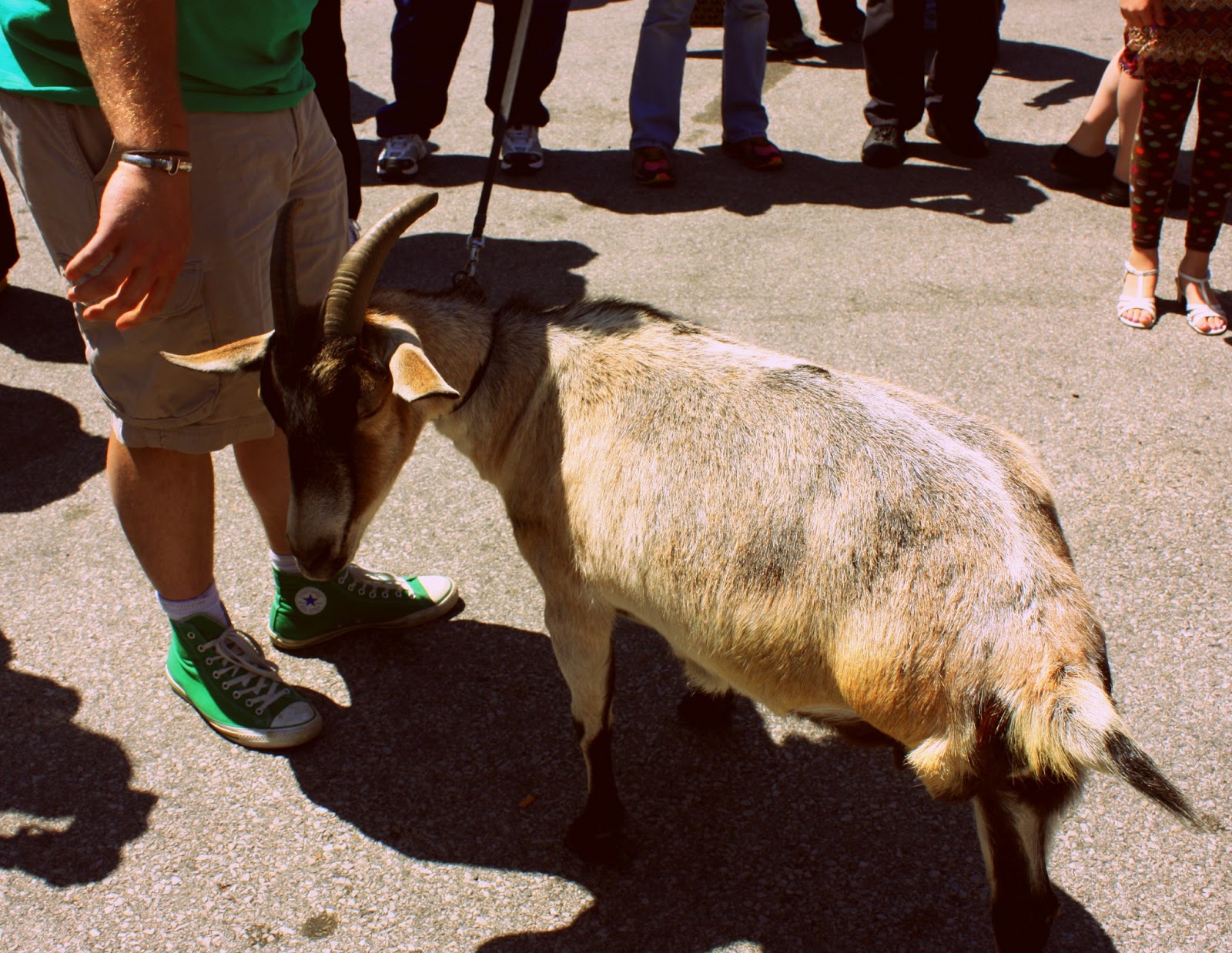 SEASHELL EYES goats + beer = fun