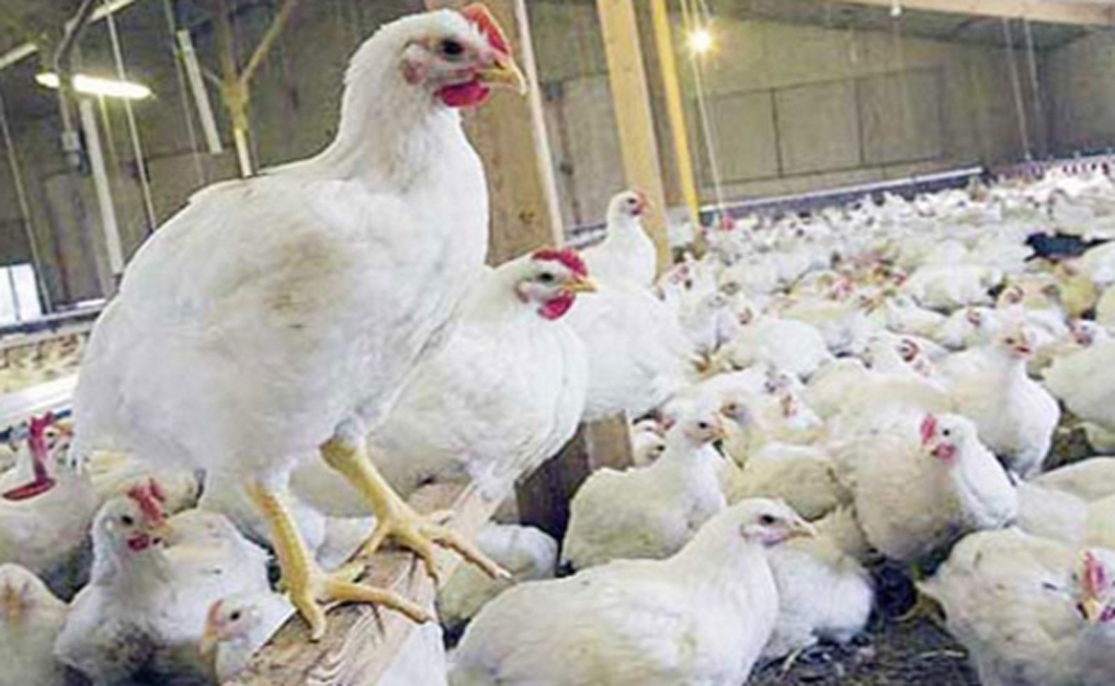 Ayam Pedaging dan Petelur Kampung