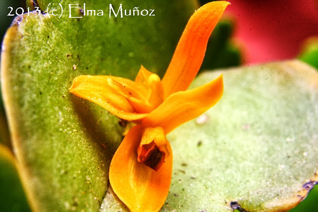 Pleurothallis luteola. Orquideas peruanas