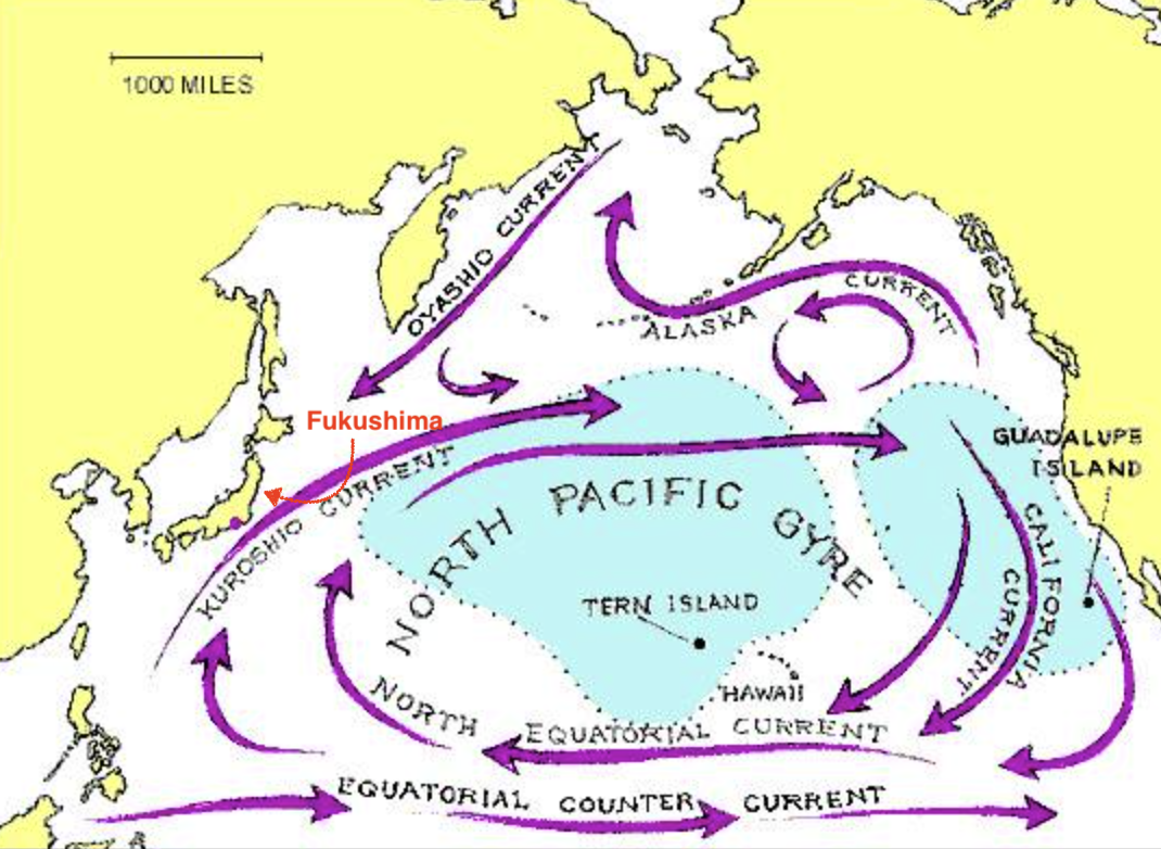 7 течений тихого океана. Куросио течение на карте. Теплое течение Куросио. Течение Куросио. Схема течений Тихого океана.