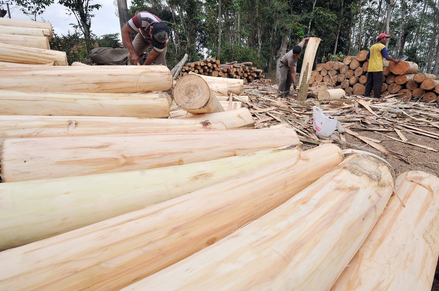  Harga  Jual  Pohon  Sengon  Kualitas Ekspor di Pasaran Saat 