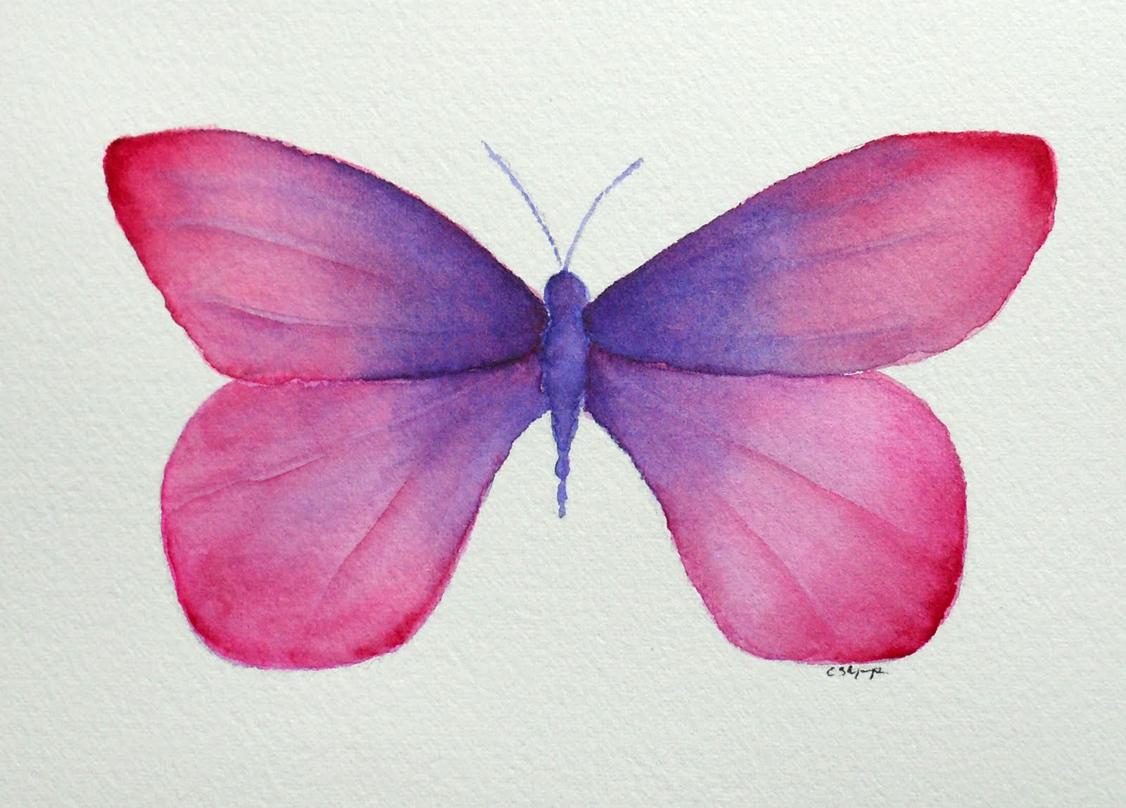 Розово голубая бабочка. Розовые бабочки. Бабочки розово голубые. Акварельные бабочки. Бабочка розовая акварель.
