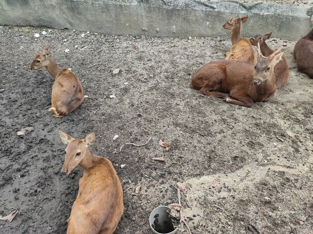 Deer in Zoo Taiping