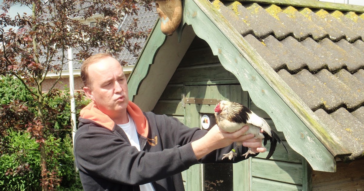 KO3AKPOOL Poolse Haan kraait te laat