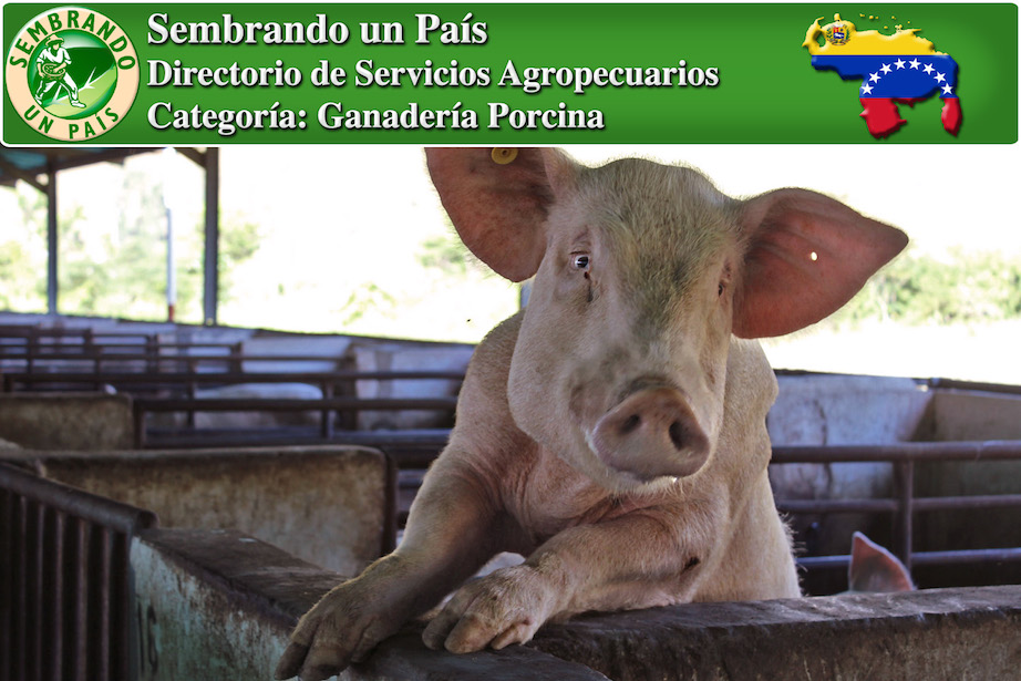 venta de porcinos en venezuela