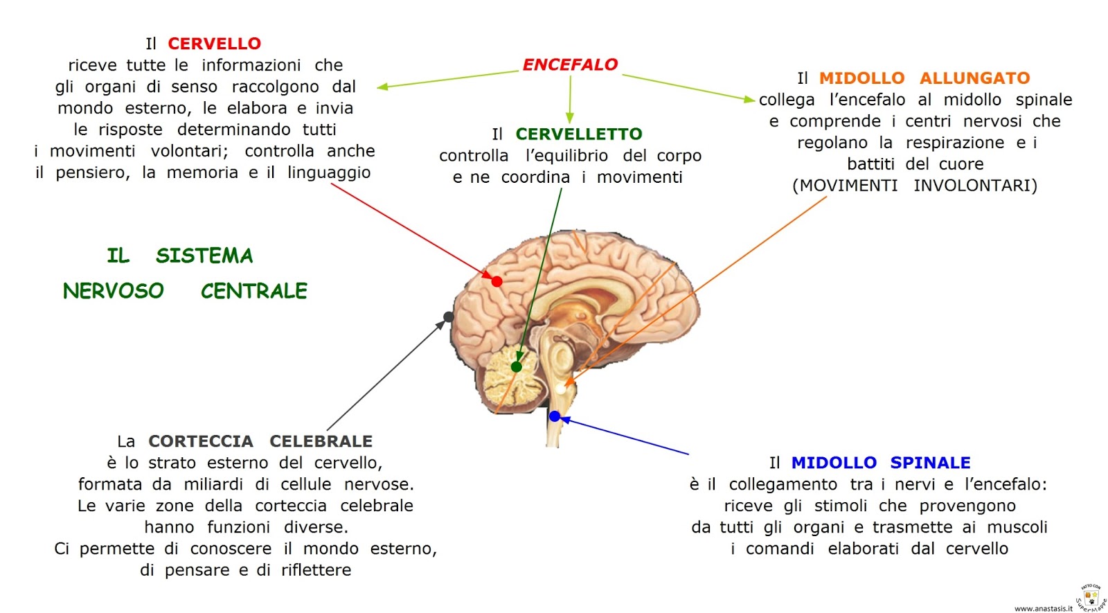 Fascio Di Fibre Nervose Del Sistema Nervoso Centrale Paradiso delle mappe: Il sistema nervoso centrale