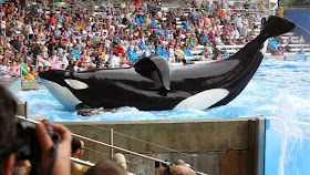 Killer Whale Orca in captivity