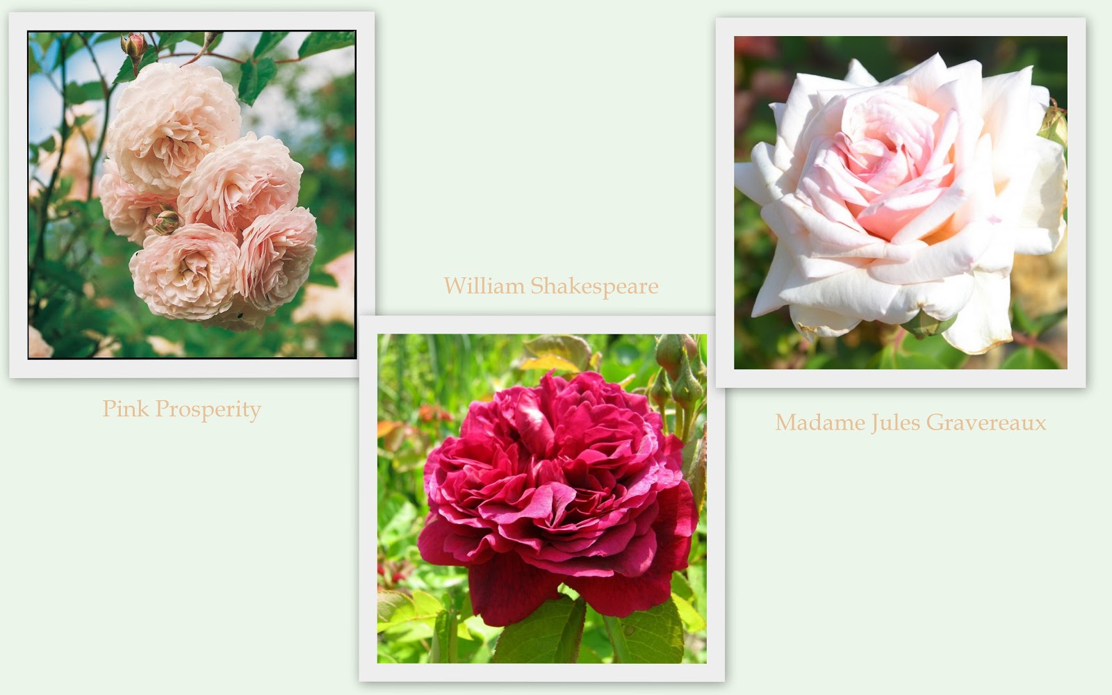 A Wall Of Limelight Hydrangeas Planted Together With Firelight