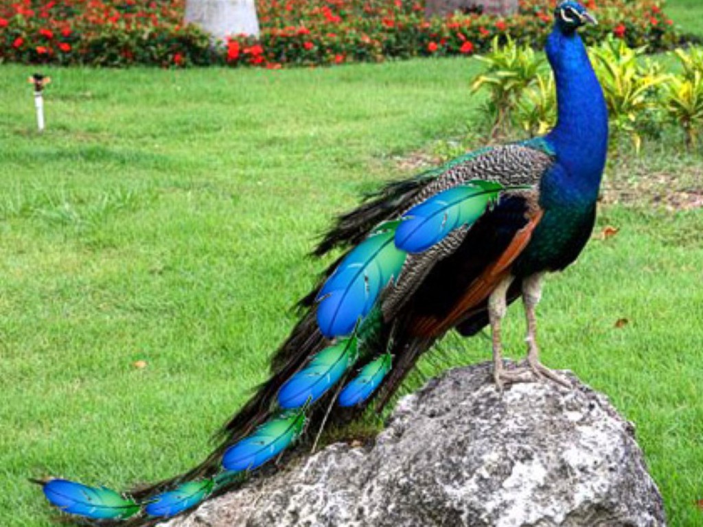 Animal Zoo Life peacock,the peacock,peacocks birds,peacock uk,peacock