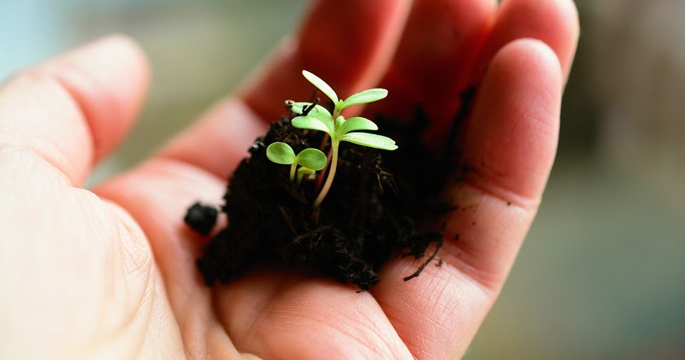 Khotbah Kristen Membuat Damai Tetap Bertumbuh Naskah