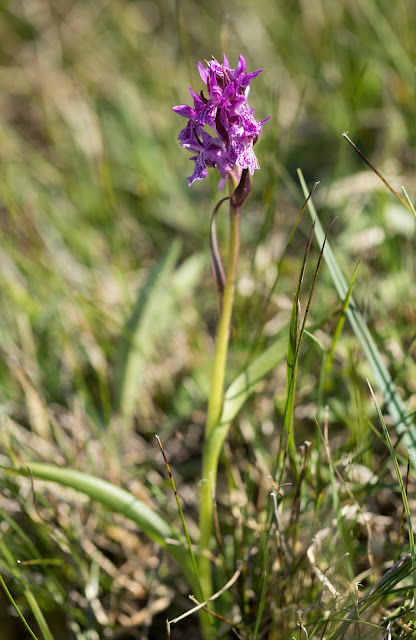 Pugsley's Marsh Orchid - Anglesey