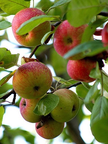 Apple+Tree.jpg