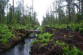 Formasi Hutan di Indonesia Formasi Hutan di Indonesia