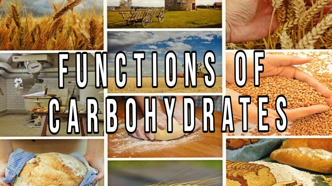 FUNCTIONS OF CARBOHYDRATES