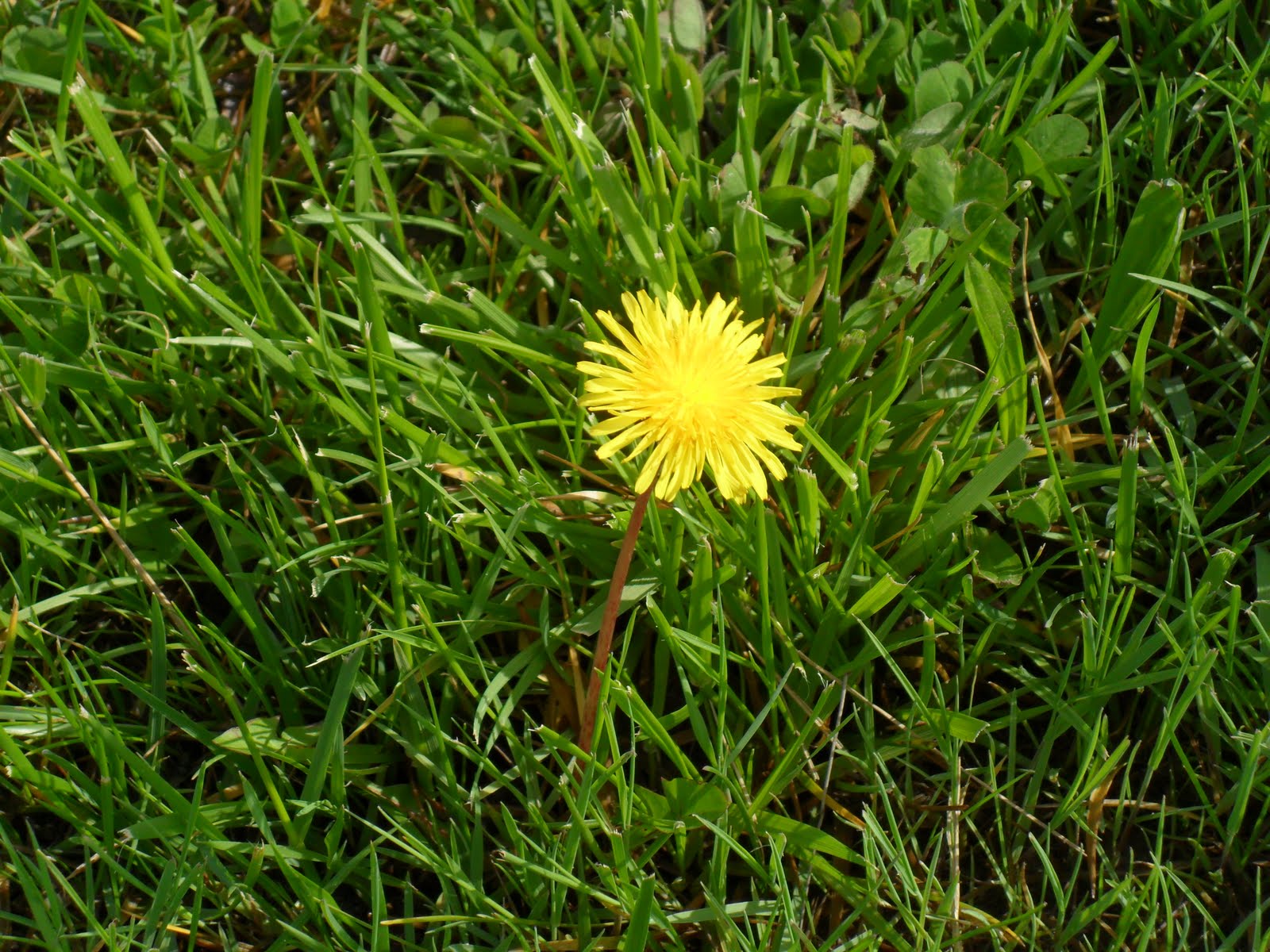 What Type Of Weed Has Yellow Flowers at Rocco Watson blog