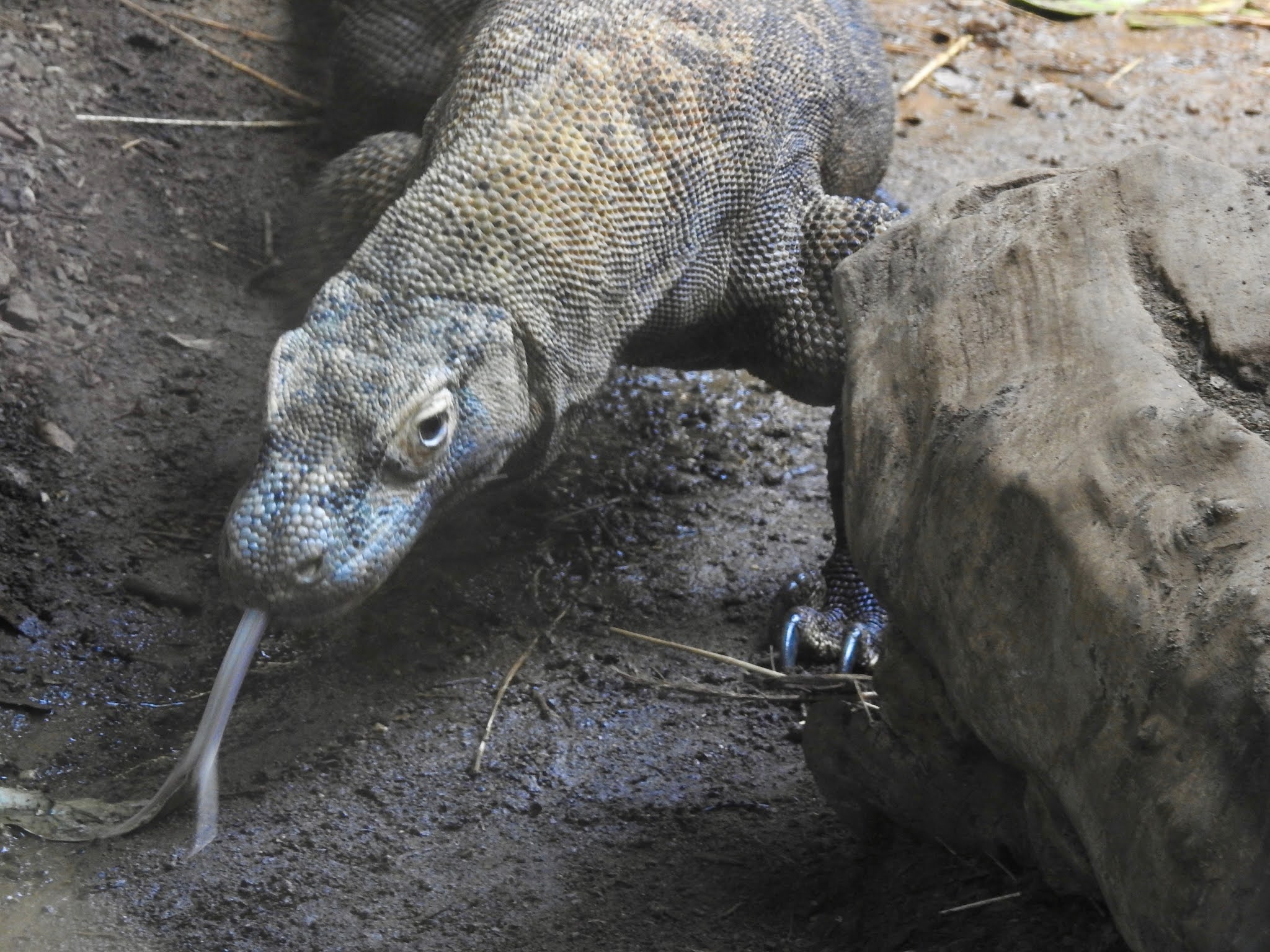 Komodo Dragon Cecilia Arrives At The Adelaide Zoo