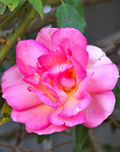 THE FRENCH HUTCH PETALS FROM THE PAST