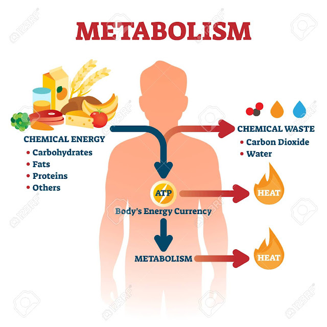 Metabolism Why is it important, How to boost Metabolism, Nutrients Metabolism and Energy