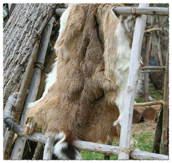 Rabbits for Fur and Removing the rabbit’s pelt Maroc Mag