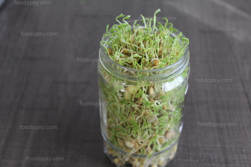 Lentil Sprouts