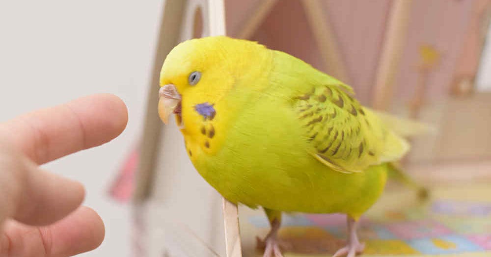 I'm not an ordinary budgie! How to control appetite. / 食欲をコントロールするには。