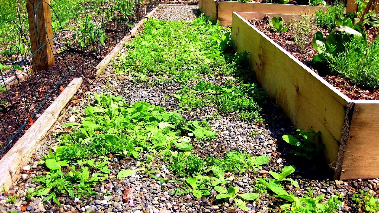 How To Get Rid Of Grass In Vegetable Garden Vege Choices