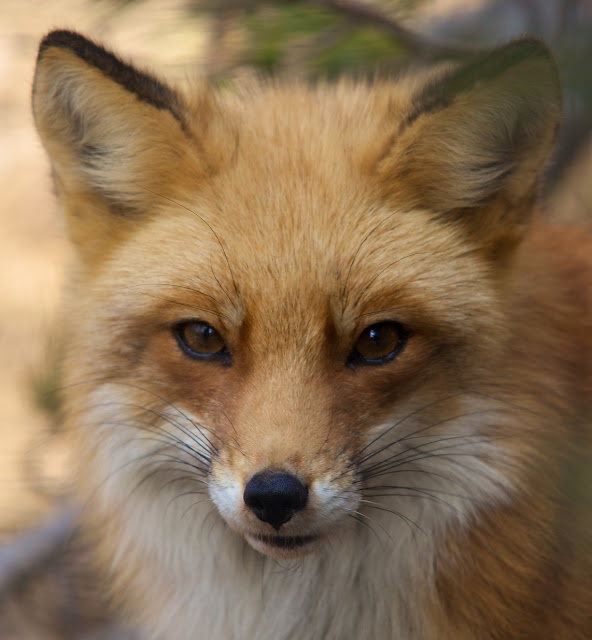 Fox images Fox