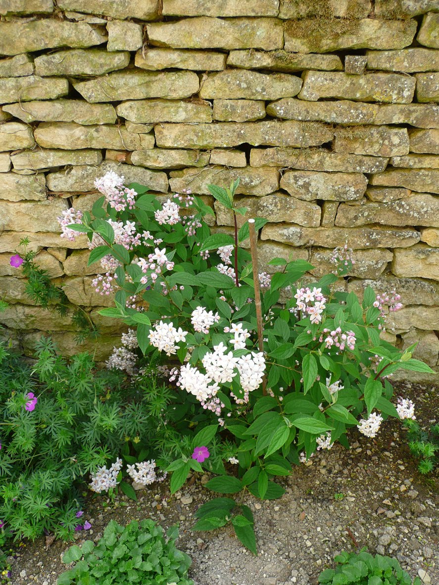 Notre Jardin Secret Arbustes Et Compagnie