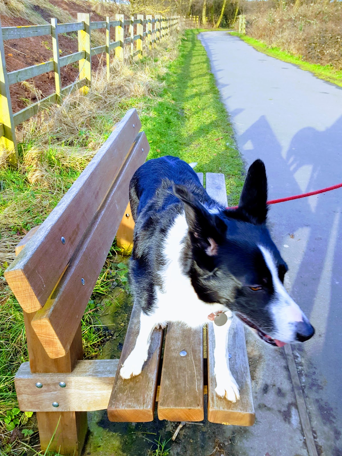 A Day In The Life Of Mollie The Collie: It's A Tough Life Being A Dog A Day In The Life Of Mollie The Collie