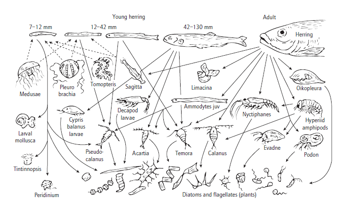Пищевая цепь водоема фитопланктон. Карта фитопланктона. Жизненный цикл фитопланктона. Планктон в океане.