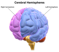 Do you know the difference between left-hemisphere and right-hemisphere