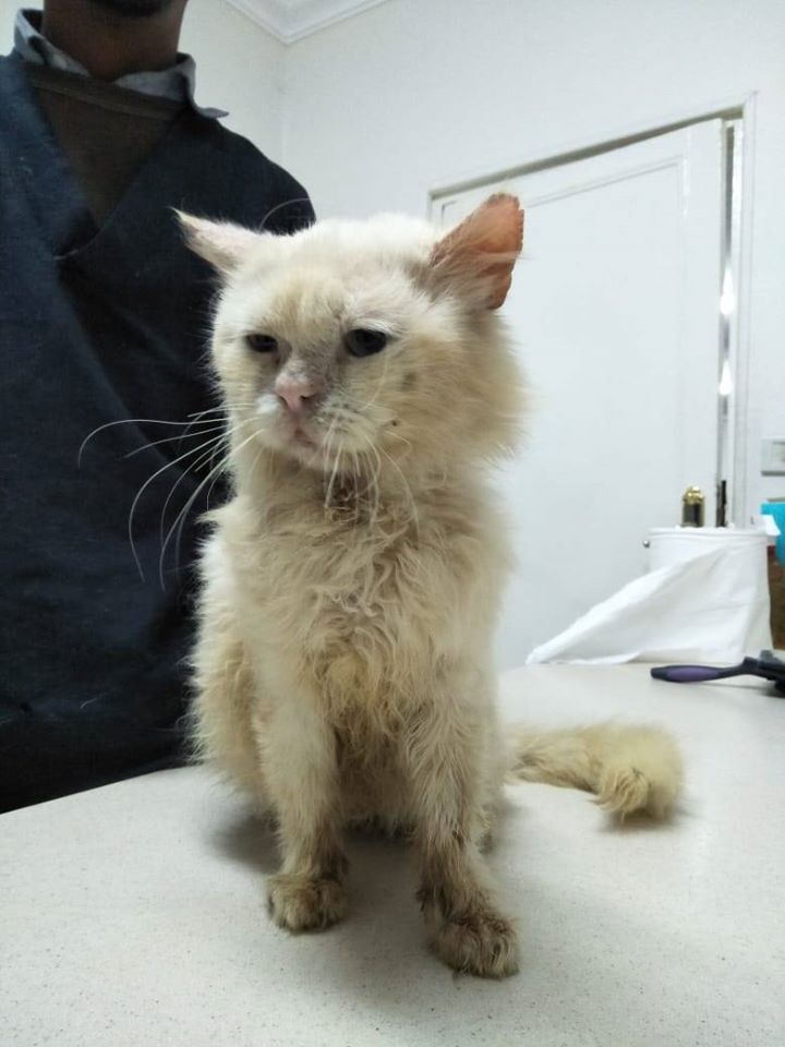 Tierschutz im Ausland Katzen