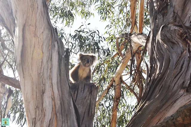 Koalas en Raymond Island, Australia