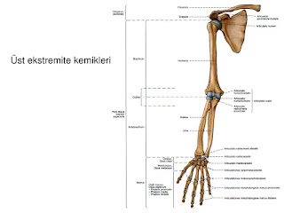 üst ekstremite kemikleri üst ekstremite kemikleri