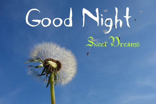 Good Night Flowers HD Images Collection Good Night Flowers HD Images Collection