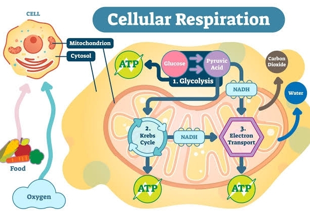 Mitochondria cell diagram coloring page and reading page How Many Membranes Does Mitochondria Have Structure : Functions and Diagram
