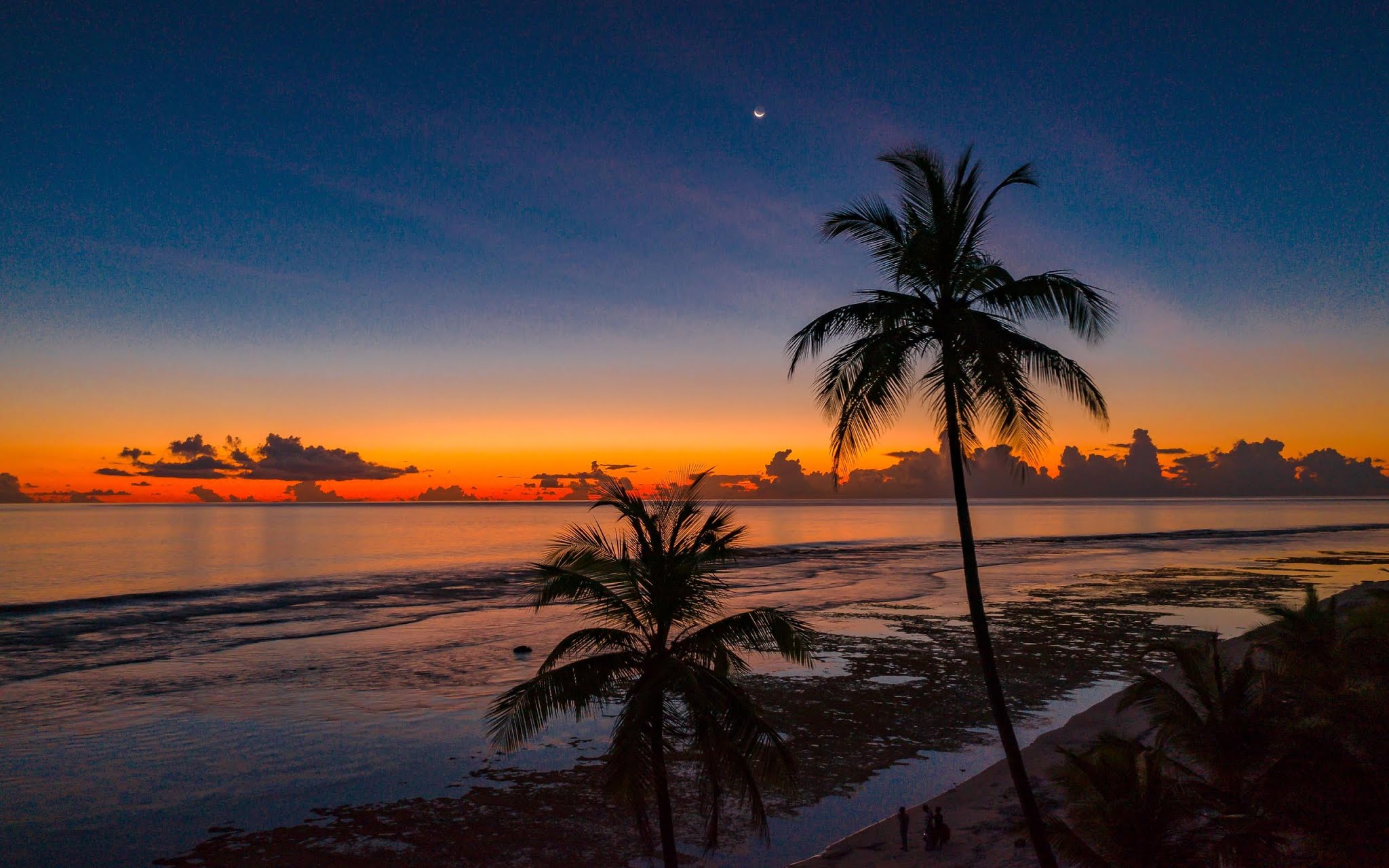 Beach Coconut Trees Hd Wallpaper